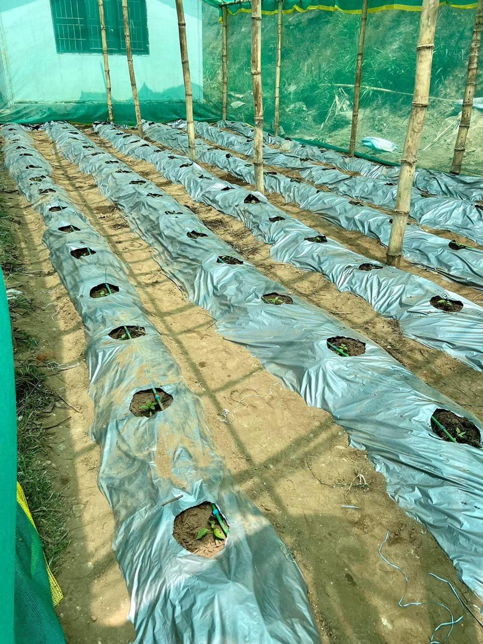 Agricultural related activities